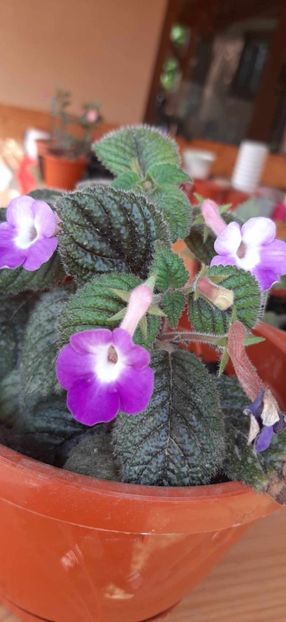 received_1047491693111074 - Achimenes
