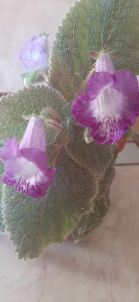 received_1091834268858545 - Achimenes