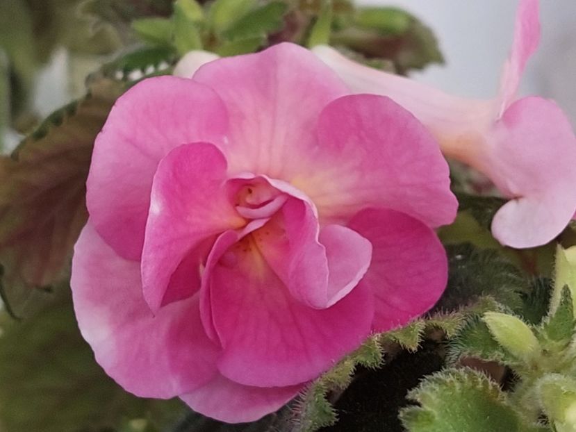  - AAA RIZOMI ACHIMENES DISPONIBILI -2023