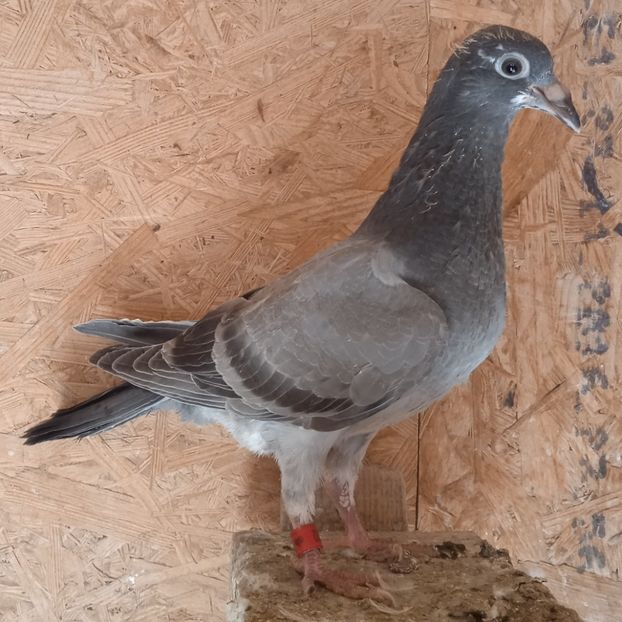 Pui 22-622 GB....- rezervat Dragodanesti - Porumbei vanduti