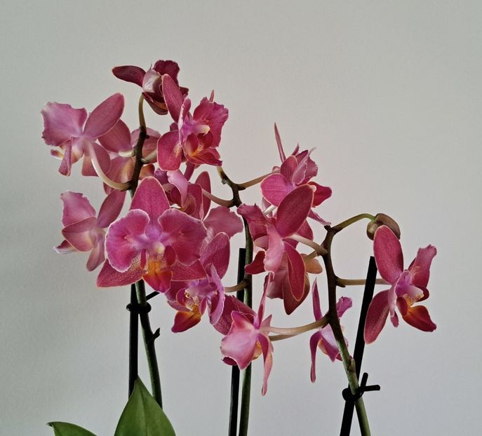  - Phalaenopsis 2