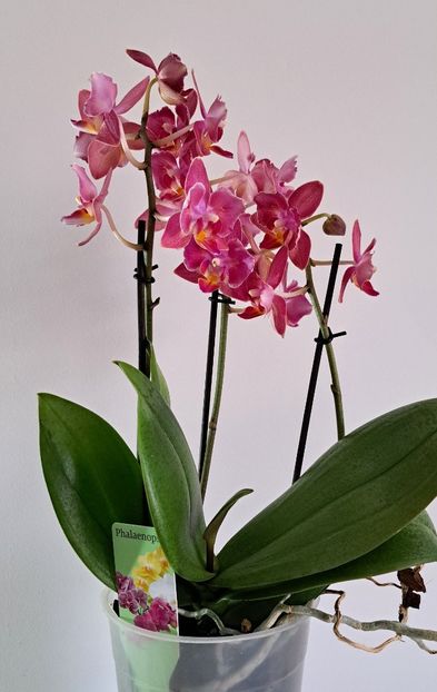 Diffusion - Phalaenopsis 2