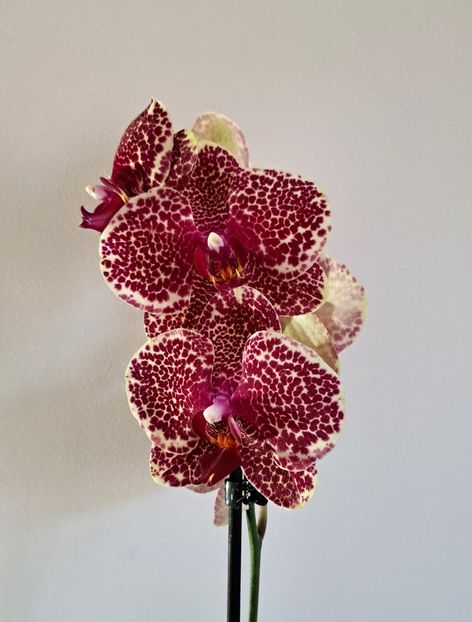  - Phalaenopsis 2