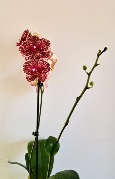 OX Red Sesame - Phalaenopsis 2