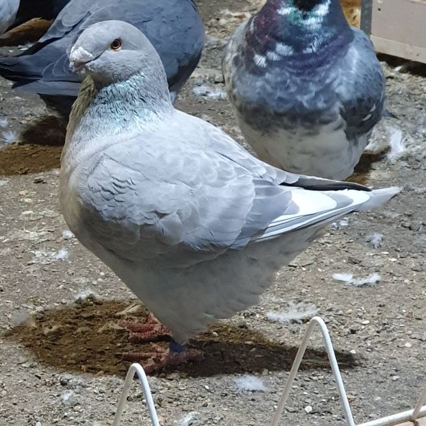  - Porumbei Vânduți