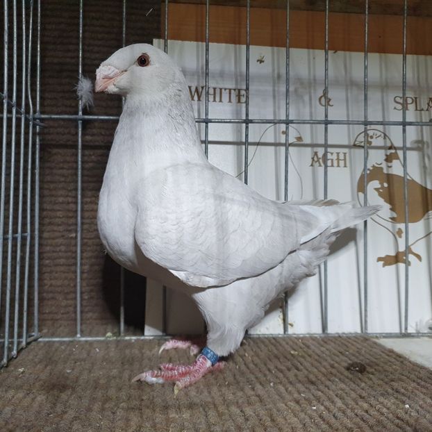  - Porumbei Vânduți