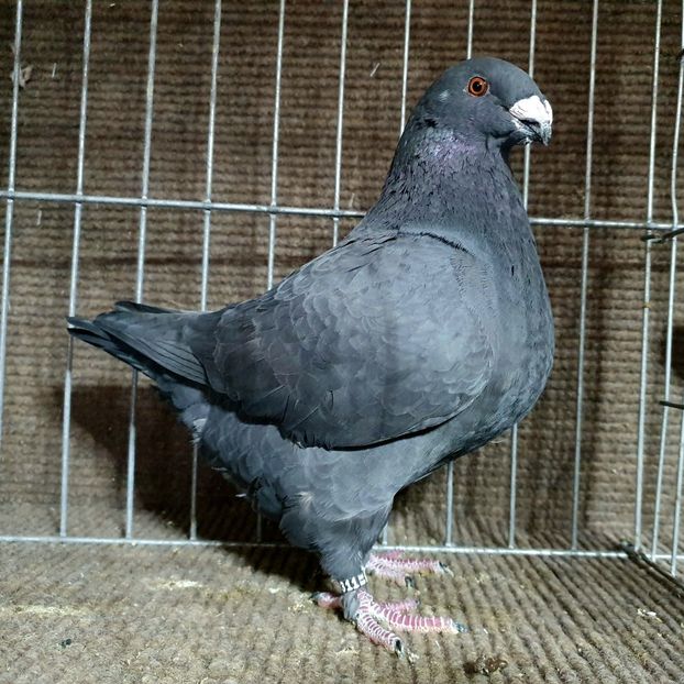  - Porumbei Vânduți