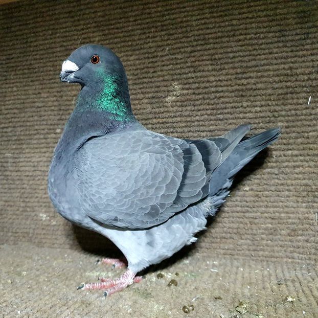  - Porumbei Vânduți