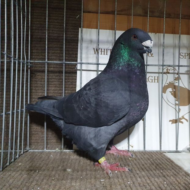  - Porumbei Vânduți