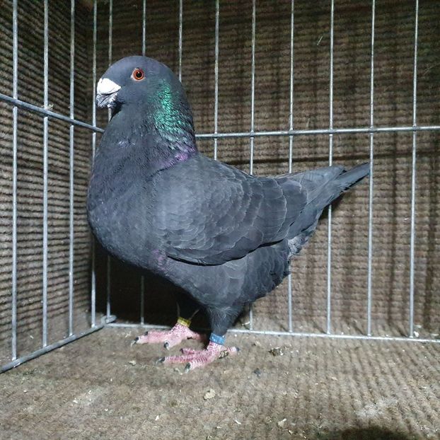  - Porumbei Vânduți