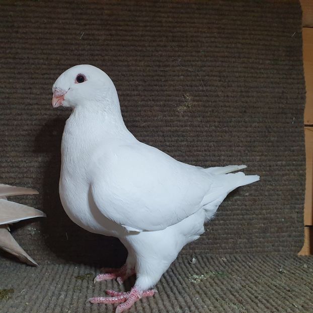  - Porumbei Vânduți