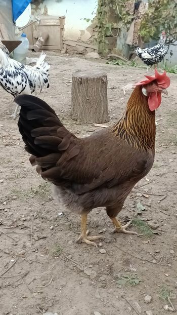 IMG20231004164604 - italiana potarnichie