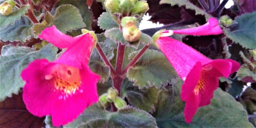  - 000018 ACHIMENES