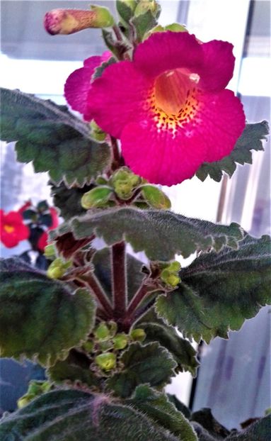  - 000018 ACHIMENES