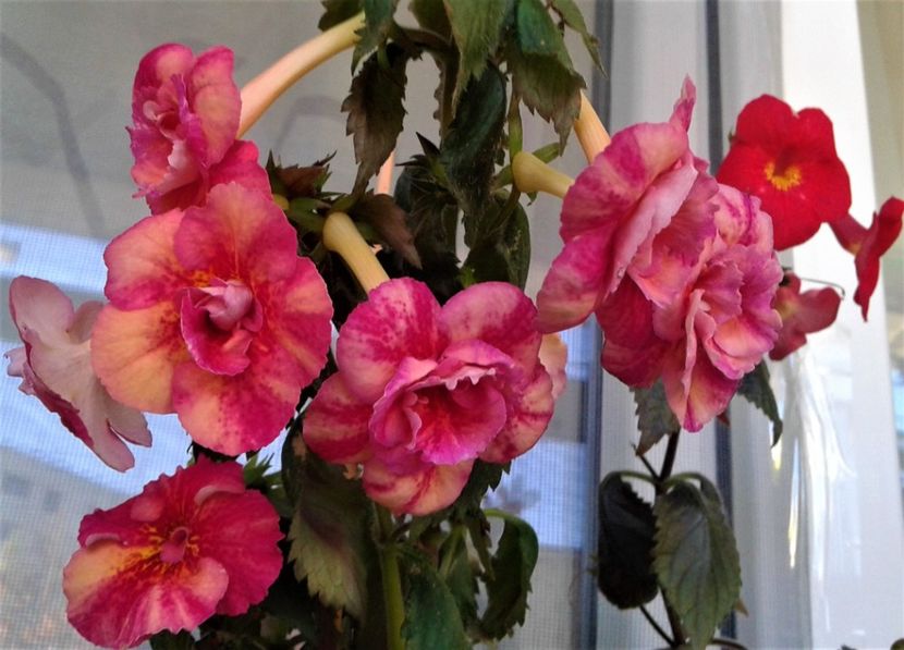 - 000018 ACHIMENES