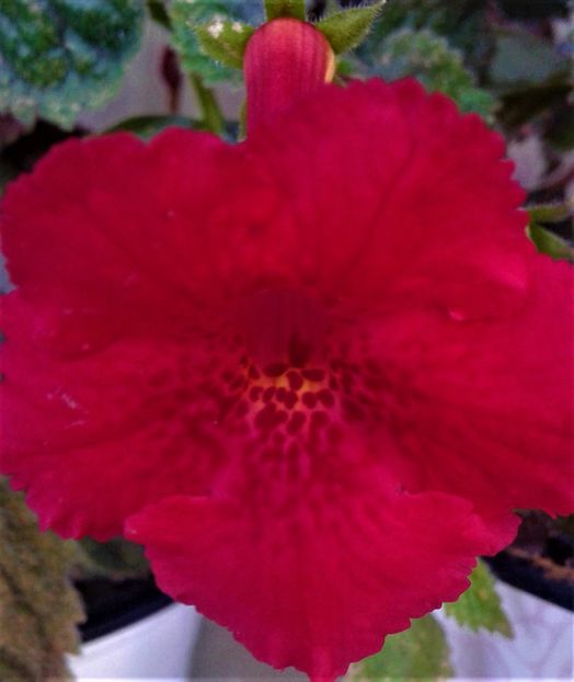  - 000018 ACHIMENES