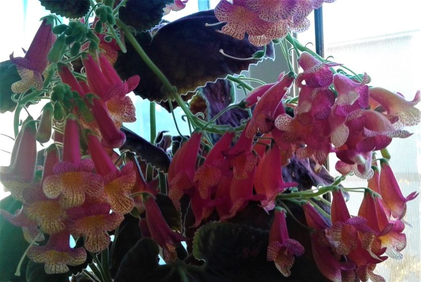  - 000018 ACHIMENES