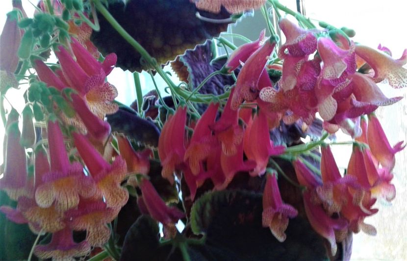  - 000018 ACHIMENES