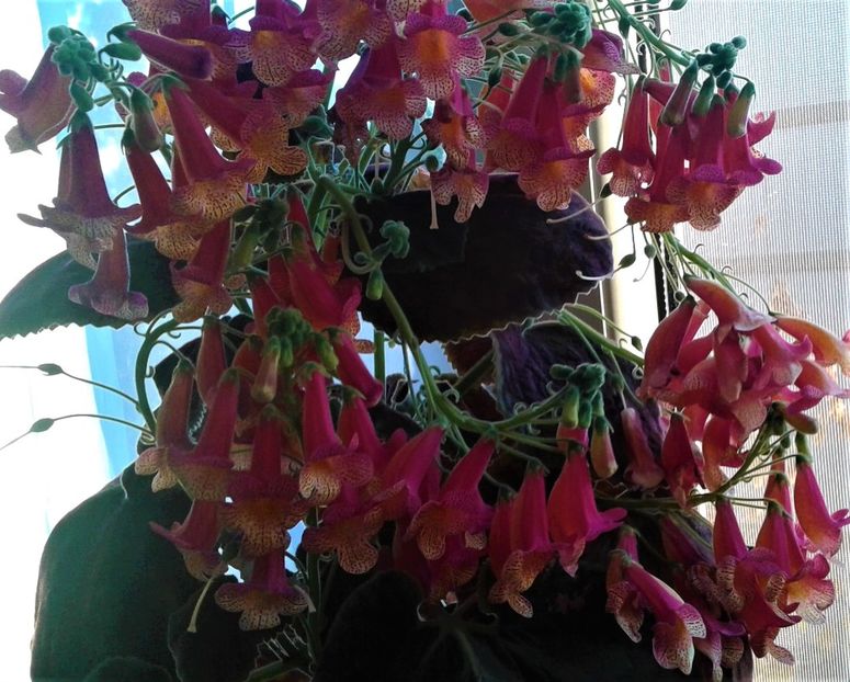  - 000018 ACHIMENES