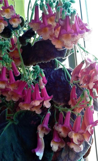  - 000018 ACHIMENES