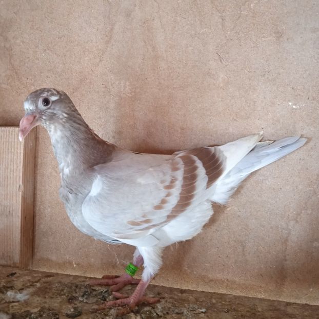 Pui 23-937...-rezervat Dragodanesti - Porumbei vanduti