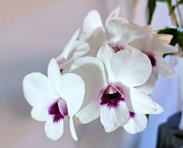  - Dendrobium phalaenopsis