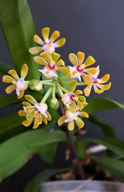  - Gastrochilus