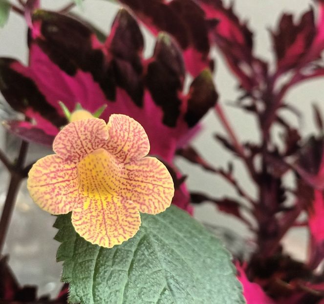 Îl ador! - RF_s Samao