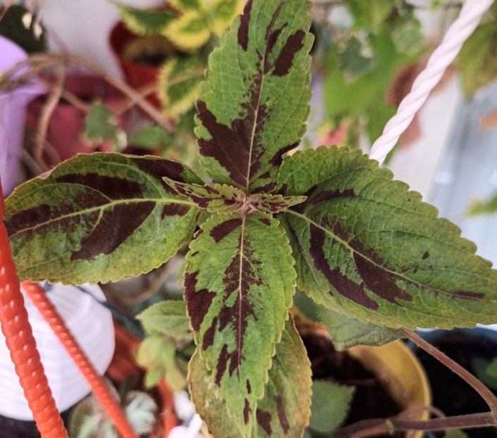  - Coleus