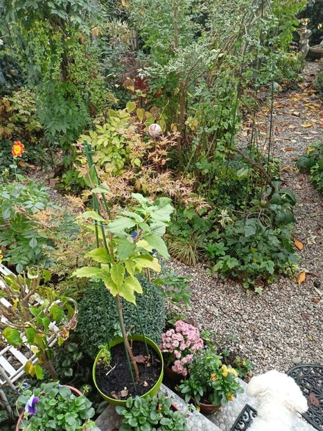  - Grădina 2023 continuare 5