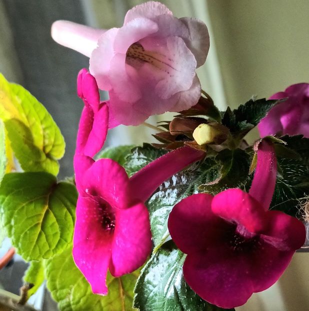  - Printre Gesneriaceae