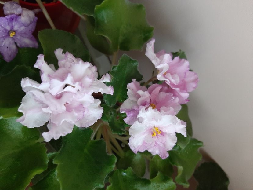  - LE Turmalinovoye kol ye