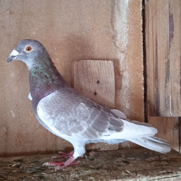 Mascul 16-678...-rezervat Sateni - Porumbei vanduti