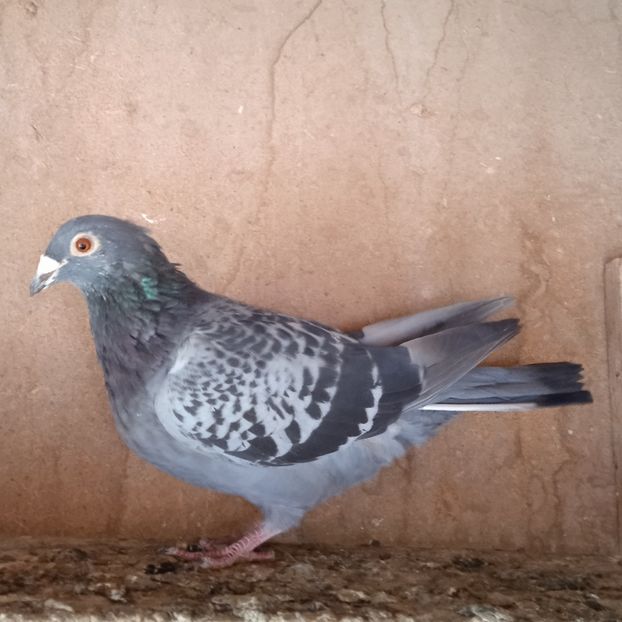 Femela 19-790....-10 lei - Porumbei vanduti