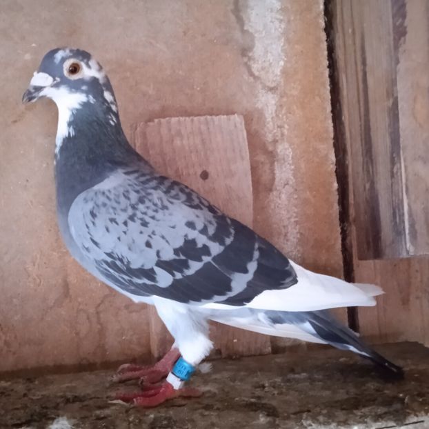 Femela 11-904 ESP....-rezervat Zorel - Porumbei vanduti