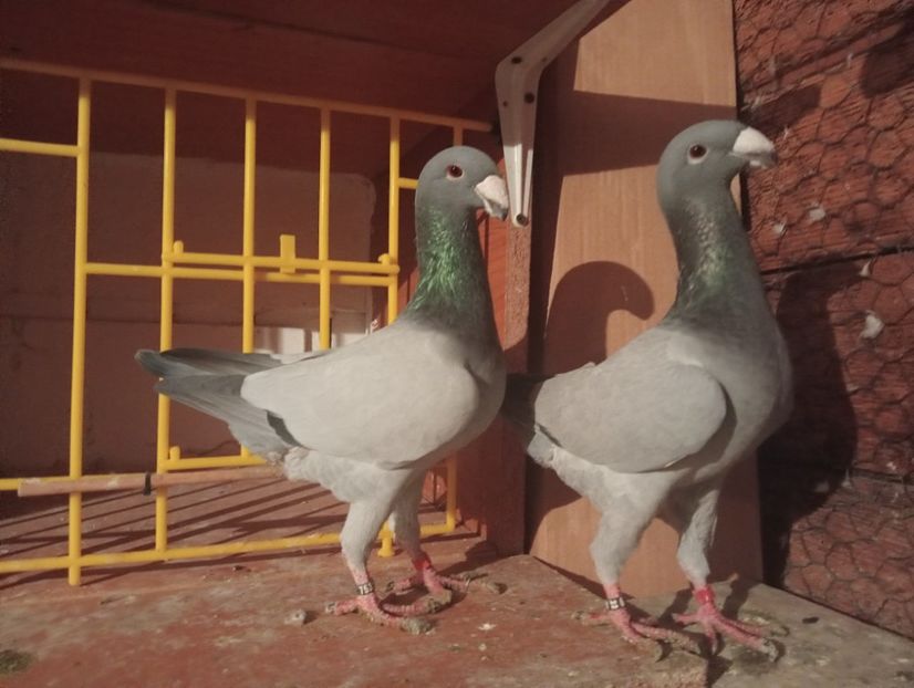 IMG20231105175004 - Voiajori germani 2023 matca