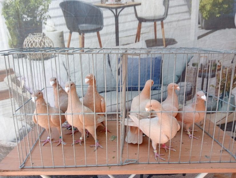 IMG20231011150931 - Pui voiajori germani 2023