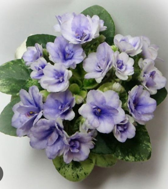 Poza net - N-Morskoy Priboy