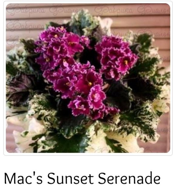 Poza net - Mac s Sunset Serenade
