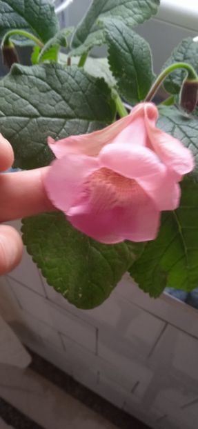  - SinningiaEWS Hercules