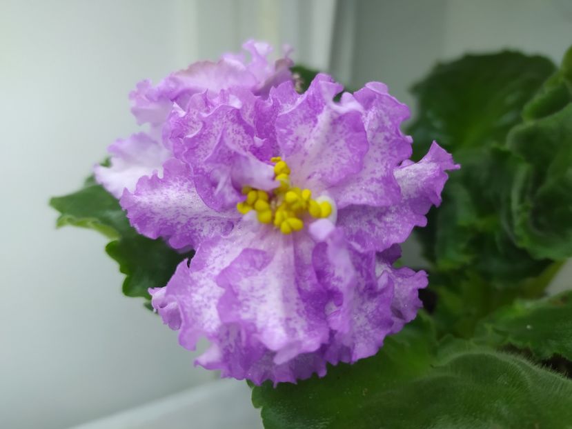 12 noiembrie 2023 - AV Kupchiha