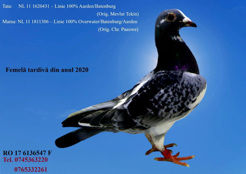 RO 17 6136547 F Pret 200 Lei negociabil +  transportul - PENTRU POSTAT SI REPOSTAT