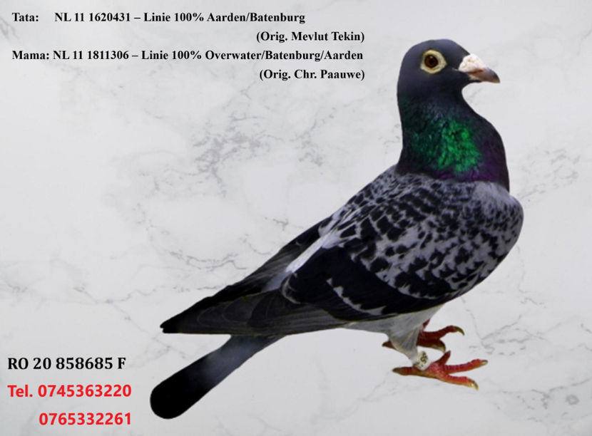 RO 20 858685 F REZERVATĂ SUCEAVA Pret 250 Lei negociabil +  transportul - PENTRU POSTAT SI REPOSTAT