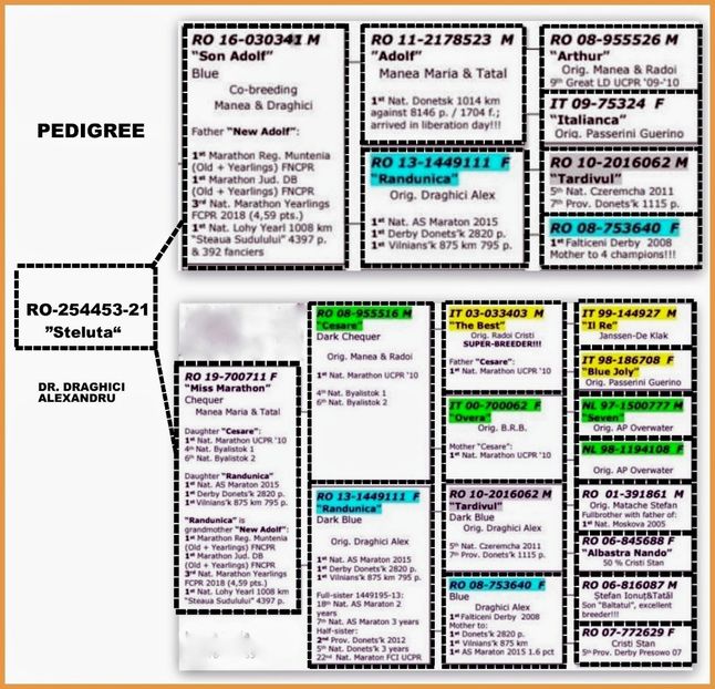 Pur maraton - Starurile-Pedigree