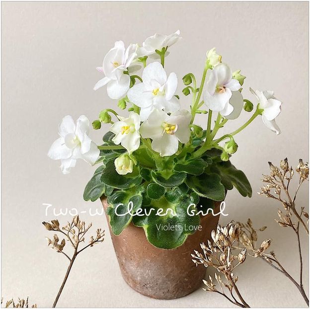 Two-w-Clever Girl - Two-w-Clever Girl