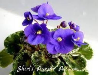 Shirl's Purple Passion - Shirl s Purple Passion