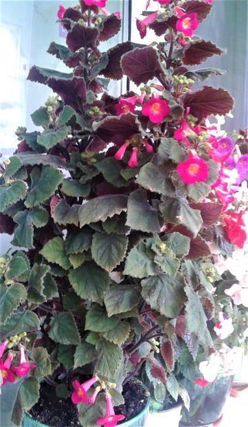  - 000018 ACHIMENES