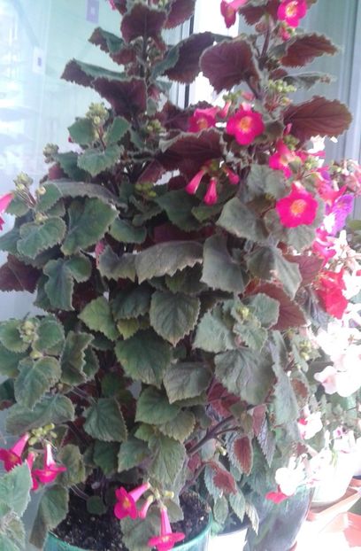  - 000018 ACHIMENES