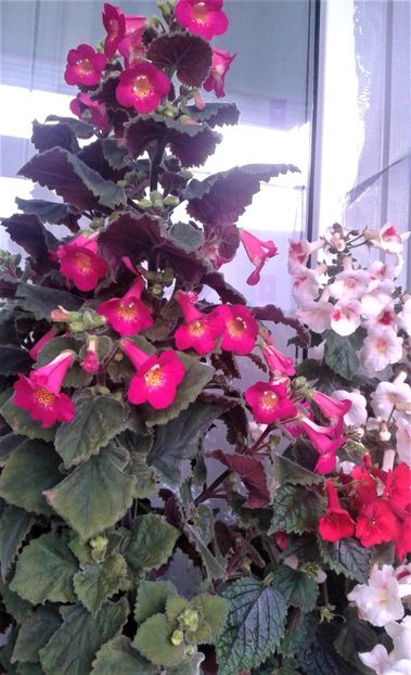  - 000018 ACHIMENES