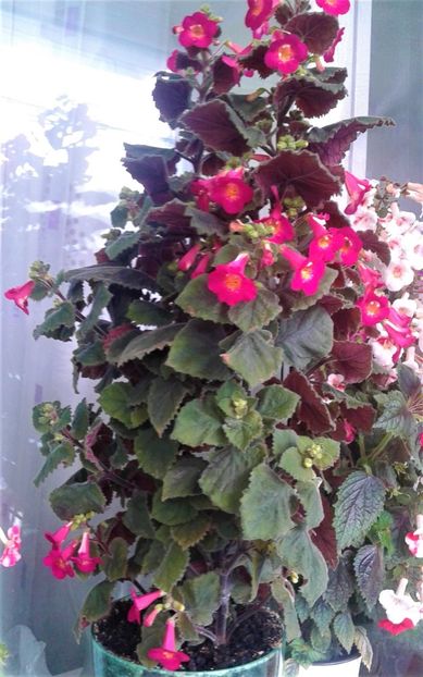  - 000018 ACHIMENES